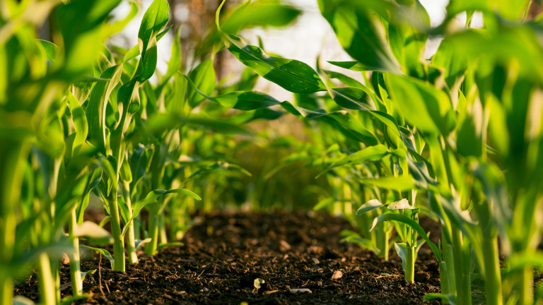 Soil