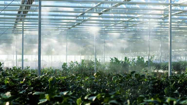 https://unsplash.com/photos/a-greenhouse-filled-with-lots-of-green-plants-mqJp2Bv6bkM