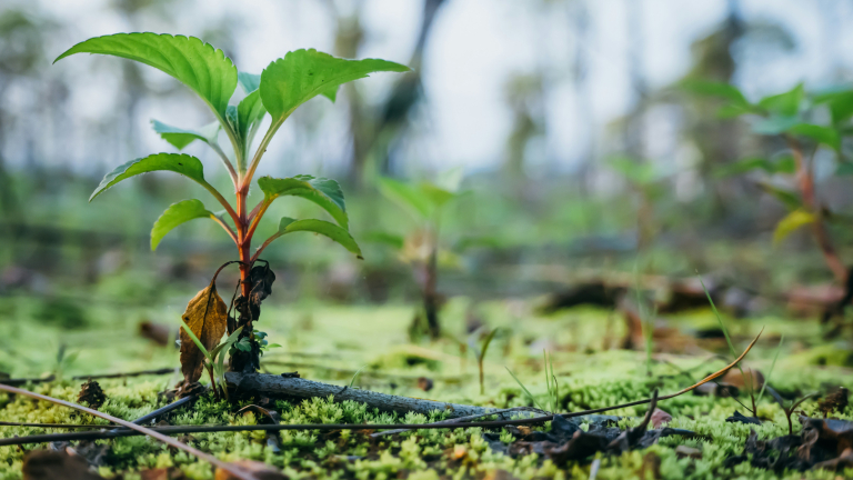 https://unsplash.com/photos/green-plant-on-green-grass-during-daytime-YtqUWAlL2GE