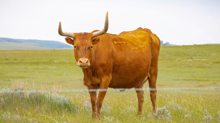 https://unsplash.com/photos/brown-cow-on-green-grass-field-during-daytime-RhBx3DQ2SSE