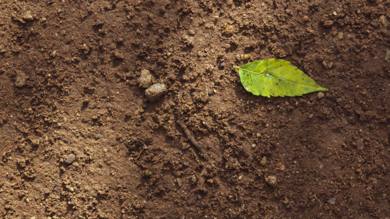 https://unsplash.com/photos/green-leaf-on-brown-soil-iB1JuJyQob4