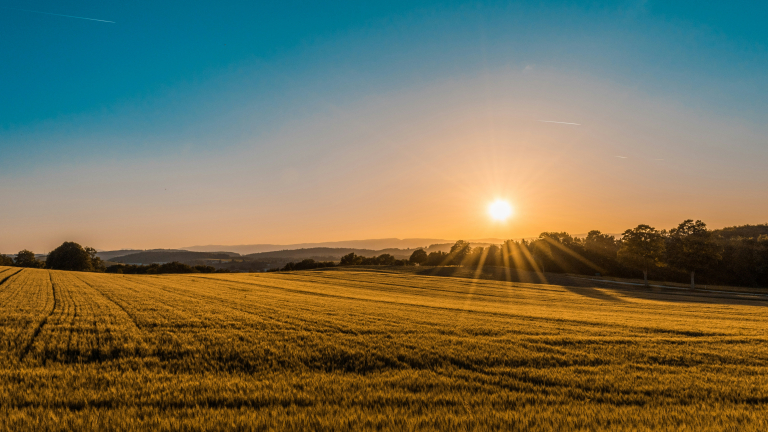 https://unsplash.com/photos/brown-field-near-tree-during-daytime-sYffw0LNr7s