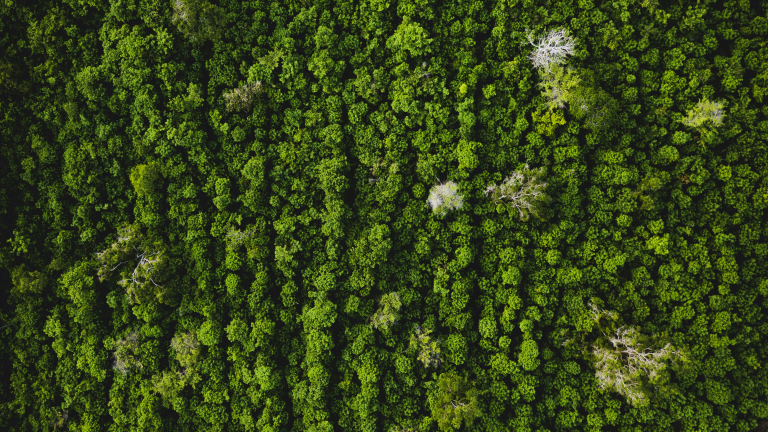 https://unsplash.com/photos/aerial-view-of-green-trees-qvrjdtp8T3E
