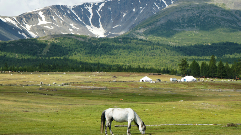 https://unsplash.com/photos/white-horse-eating-grass-on-green-grass-field-during-daytime-lEf4xj6rVQs