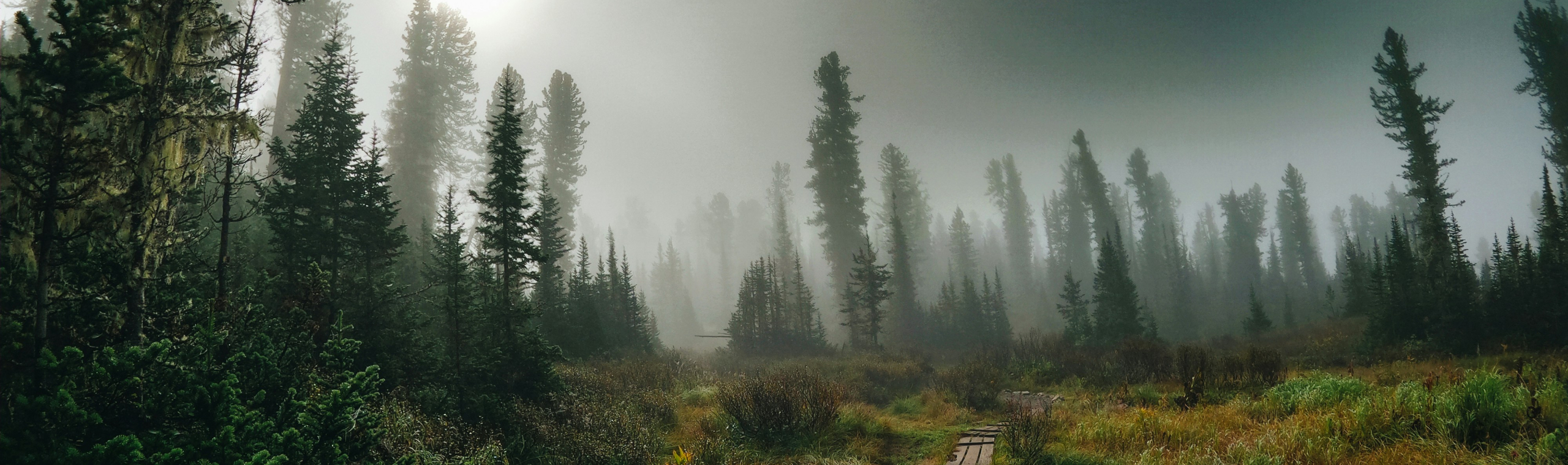 Siberia forest