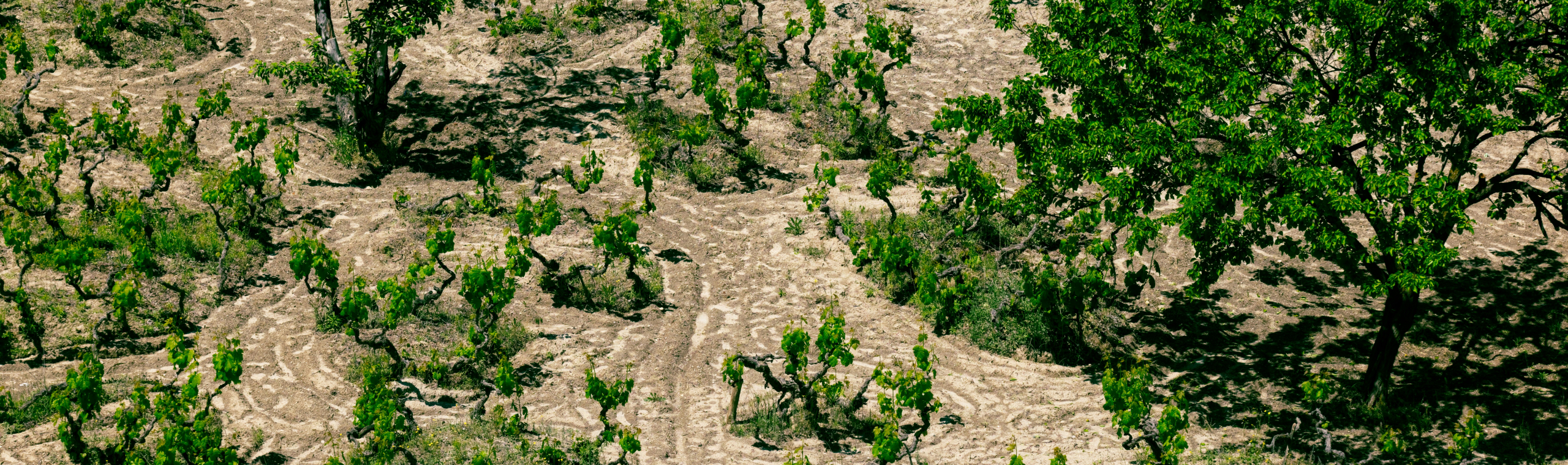 Climate and Sustainable Land Management