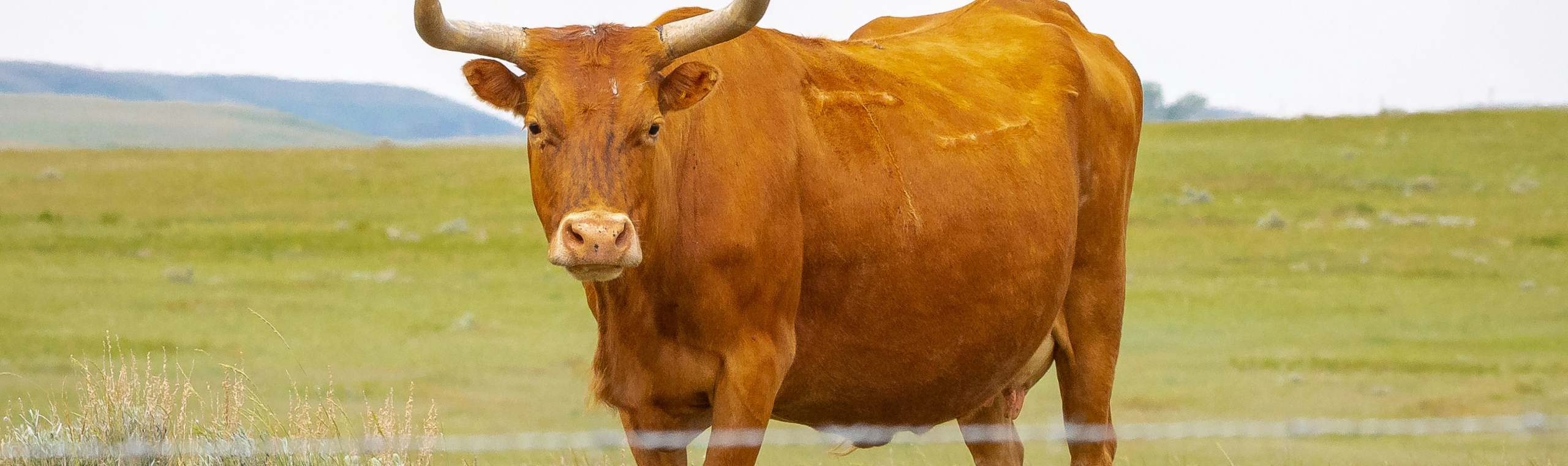 https://unsplash.com/photos/brown-cow-on-green-grass-field-during-daytime-RhBx3DQ2SSE