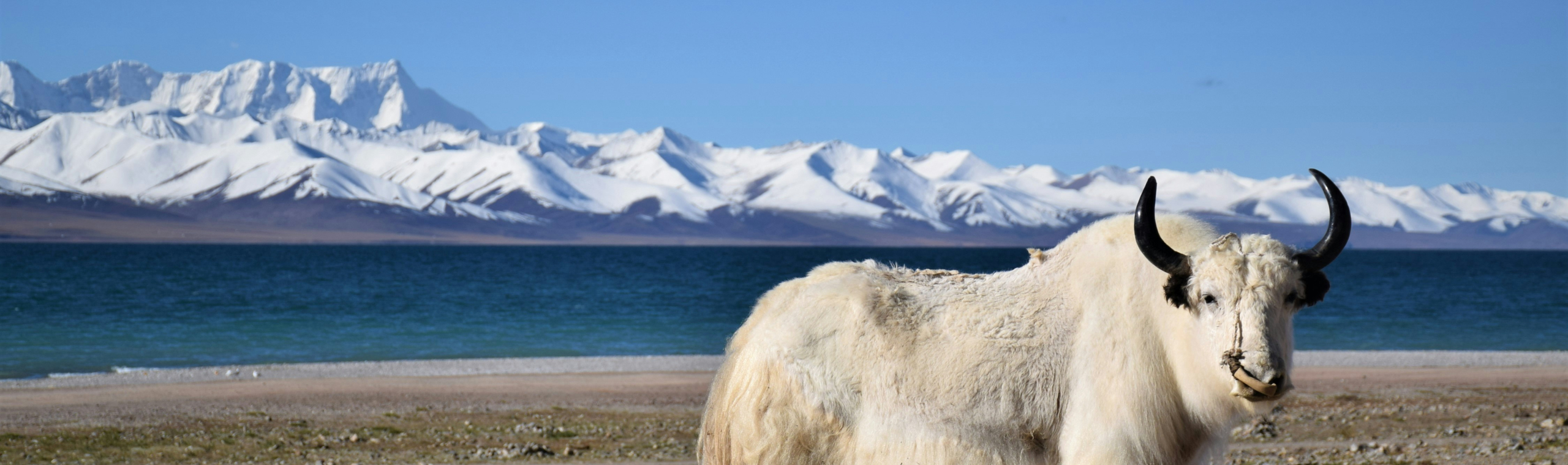 https://unsplash.com/photos/white-cow-on-brown-field-during-daytime-S3_rEoCFUvo