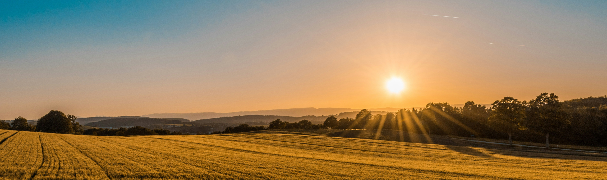 https://unsplash.com/photos/brown-field-near-tree-during-daytime-sYffw0LNr7s