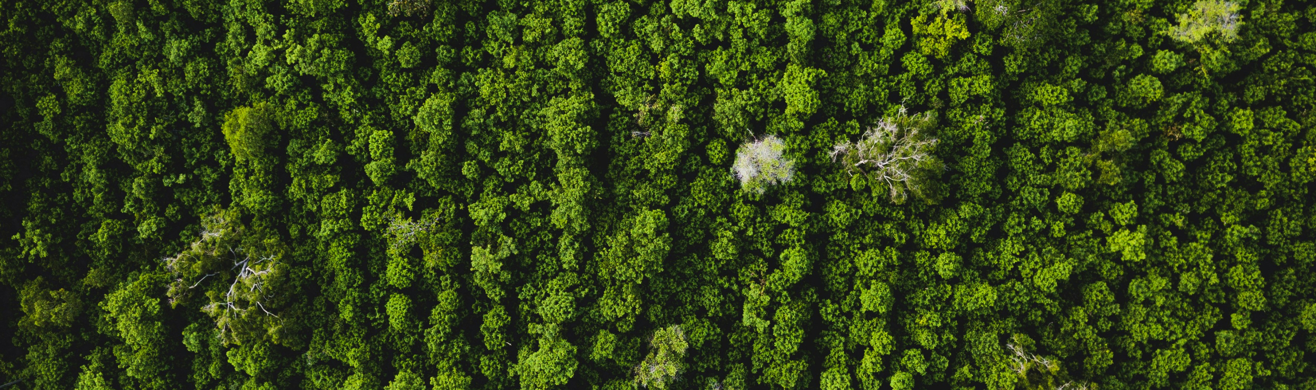 https://unsplash.com/photos/aerial-view-of-green-trees-qvrjdtp8T3E