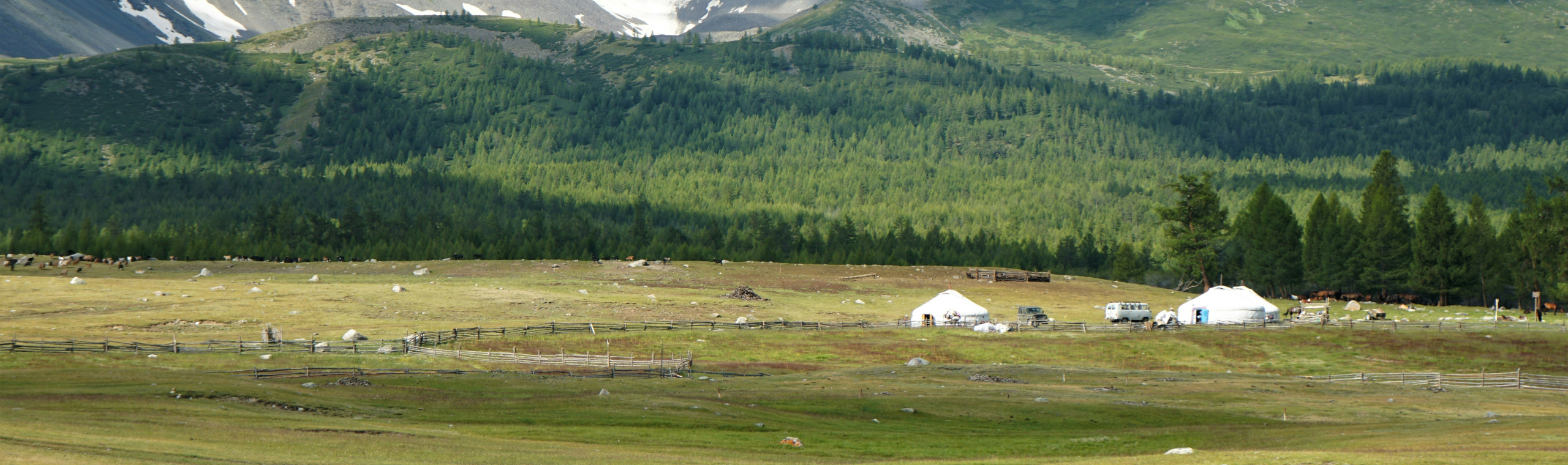 https://unsplash.com/photos/white-horse-eating-grass-on-green-grass-field-during-daytime-lEf4xj6rVQs